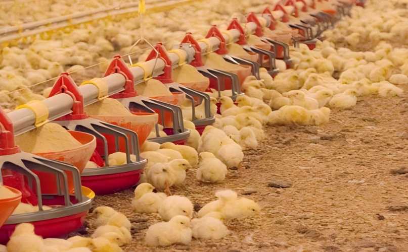 Broiler feeding line near me