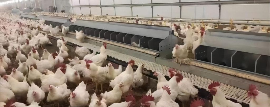 نظام أقفاص الدجاج البياض من الفولاذ المقاوم للصدأ