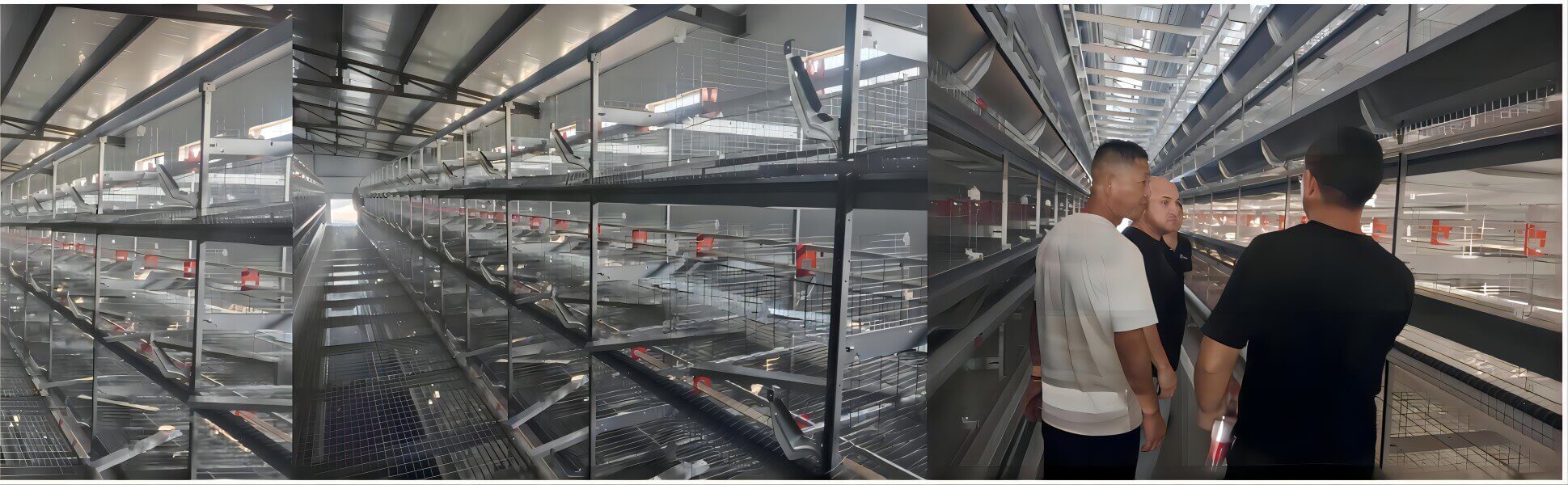 Global sales of egg grading machines and egg packaging machines