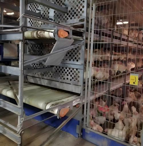 يورد مصنعنا أنظمة أقفاص الرفاهية الأوروبية ومعدات الدجاج البياض مباشرة إلى المزارع في جميع أنحاء العالم، مع أسواق تصدير تمتد إلى الاتحاد الأوروبي وآسيا والأمريكتين وما وراءها. وهذا يبسط عملية شراء المعدات والتحديث إلى أنظمة خالية من الأقفاص مع ضمان الامتثال للوائح التنظيمية.