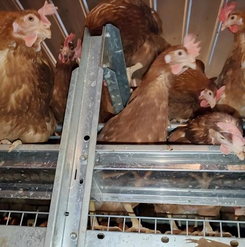 تماشى نظام أقفاص رفاهية الدجاج مع اتجاهات رفاهية الحيوانات في أوروبا، ومجهز بأنظمة أوتوماتيكية كاملة للتغذية، وتزويد المياه، وجمع البيض، وإزالة الروث، مع تحكم ذكي بالبيئة، ويقدم خدمة متكاملة من تصميم بيت الدجاج وحتى التركيب والتشغيل التجريبي.