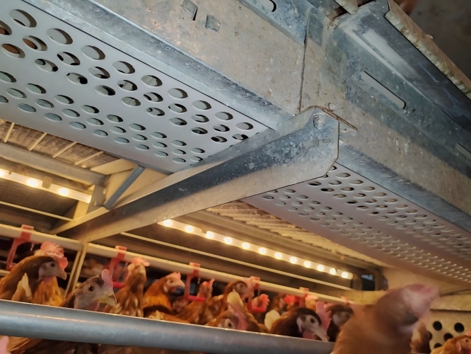 يتوافق مع معايير الاتحاد الأوروبي ومع لوائح رفاهية الدواجن، ويدعم التحول الكامل في تربية الدجاج البيّاض بنظام غير مقفص، أو بنظام التربية الحرة أو الأرضية أو المفتوحة، لتلبية متطلبات الشراء لدى العملاء الكبار من سلاسل التجزئة والعلامات التجارية في أوروبا وأمريكا.