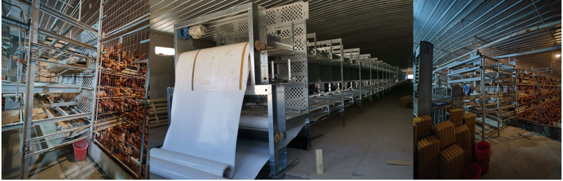 يورد مصنعنا أنظمة أقفاص الرفاهية الأوروبية ومعدات الدجاج البياض مباشرة إلى المزارع في جميع أنحاء العالم، مع أسواق تصدير تمتد إلى الاتحاد الأوروبي وآسيا والأمريكتين وما وراءها. وهذا يبسط عملية شراء المعدات والتحديث إلى أنظمة خالية من الأقفاص مع ضمان الامتثال للوائح التنظيمية.