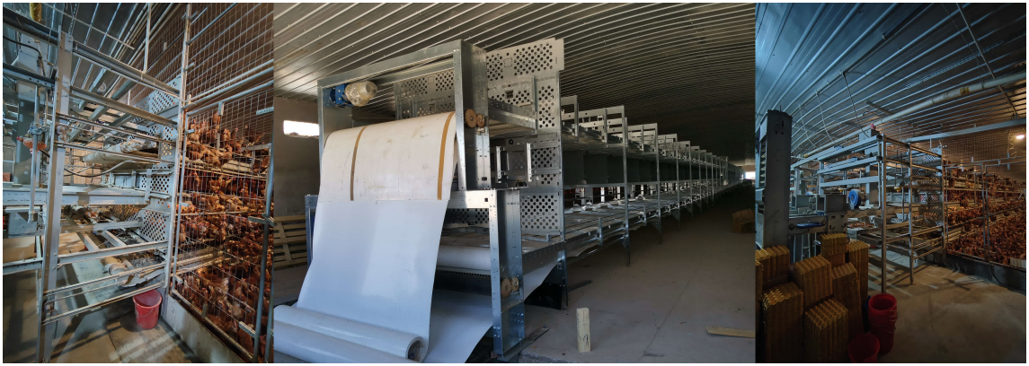 يتوافق مع معايير الاتحاد الأوروبي ومع لوائح رفاهية الدواجن، ويدعم التحول الكامل في تربية الدجاج البيّاض بنظام غير مقفص، أو بنظام التربية الحرة أو الأرضية أو المفتوحة، لتلبية متطلبات الشراء لدى العملاء الكبار من سلاسل التجزئة والعلامات التجارية في أوروبا وأمريكا.