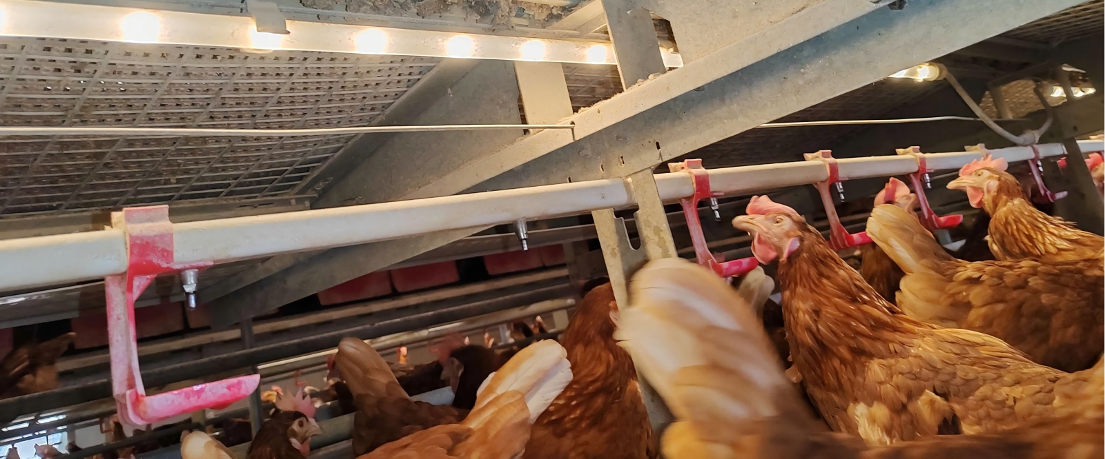 وفّر أقفاص رفاهية الدجاج ومعدات الدجاج البيّاض الأوروبية مباشرة من المصنع إلى المزارع حول العالم، بما يشمل أسواق التصدير في الاتحاد الأوروبي وآسيا والأمريكتين وغيرها، مما يجعل شراء المعدات والترقية إلى حظائر خالية من الأقفاص أكثر كفاءة والتزامًا بالمعايير.